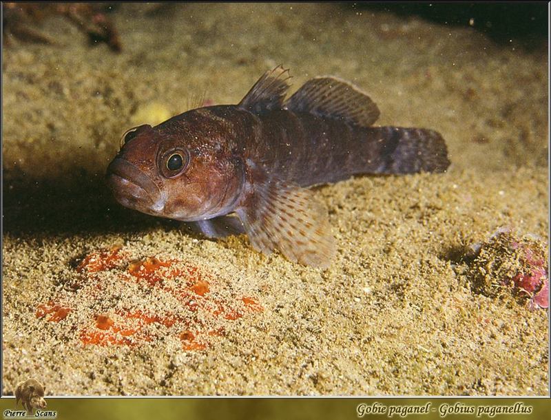 [PO Scans - Aquatic Life] Rock goby (Gobius paganellus); DISPLAY FULL IMAGE.