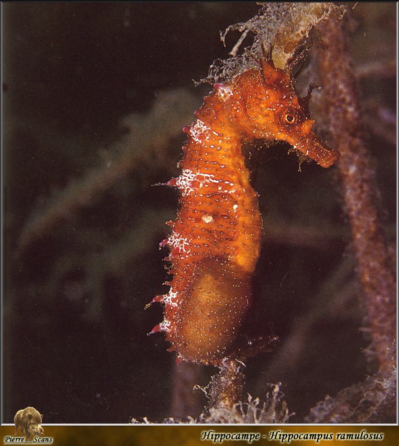 [PO Scans - Aquatic Life] Long-snouted seahorse (Hippocampus guttulatus); DISPLAY FULL IMAGE.