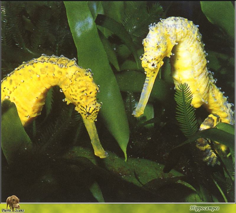 [PO Scans - Aquatic Life] Seahorse (Hippocampus sp.); DISPLAY FULL IMAGE.