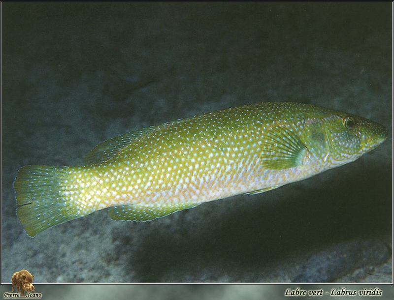 [PO Scans - Aquatic Life] Green wrasse (Labrus viridis); DISPLAY FULL IMAGE.