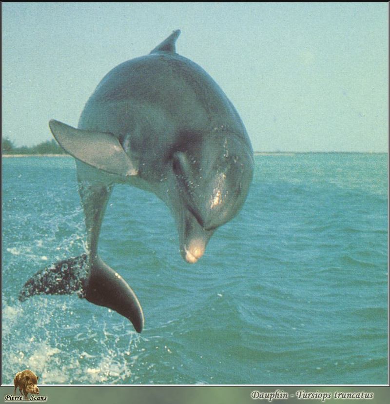 [PO Scans - Aquatic Life] Bottlenose dolphin (Tursiops truncatus); DISPLAY FULL IMAGE.