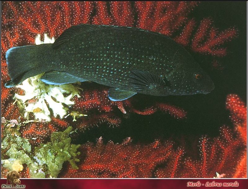 [PO Scans - Aquatic Life] Brown wrasse (Labrus merula); DISPLAY FULL IMAGE.