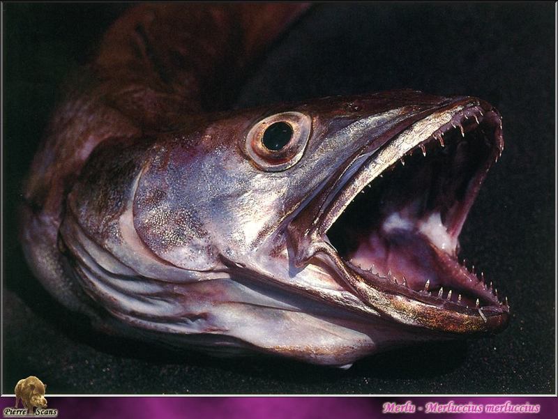 [PO Scans - Aquatic Life] Merlu - European hake (Merluccius merluccius); DISPLAY FULL IMAGE.