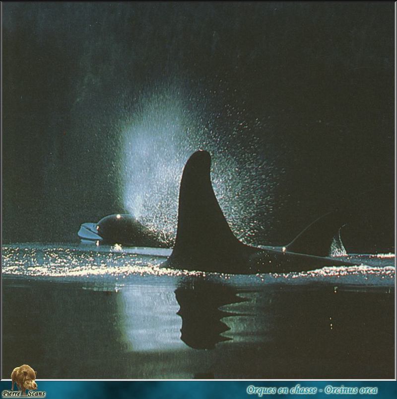 [PO Scans - Aquatic Life] Killer whale (Orcinus orca); DISPLAY FULL IMAGE.