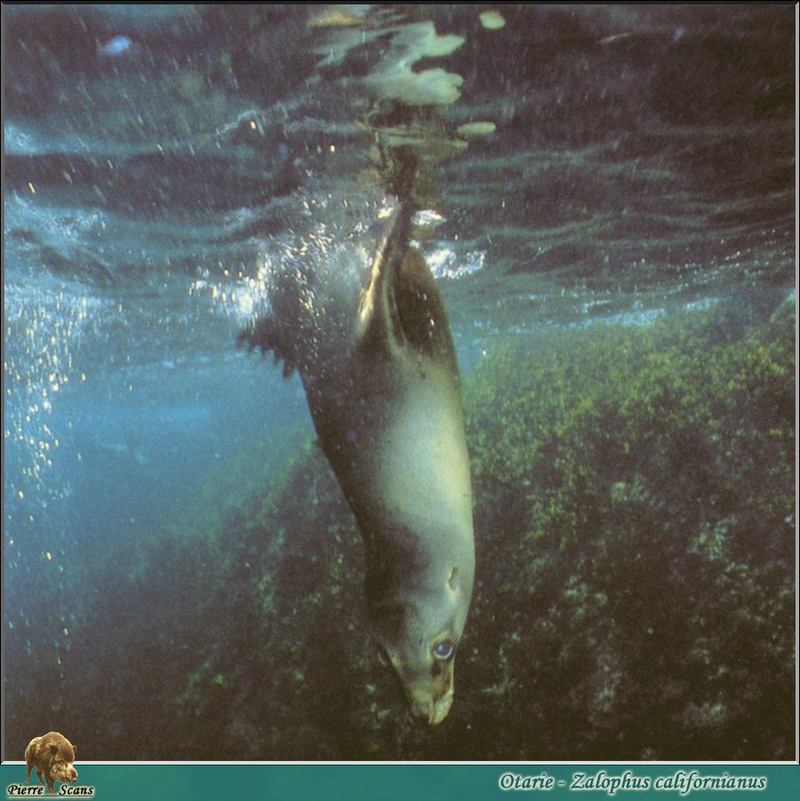 [PO Scans - Aquatic Life] California sea lion (Zalophus californianus); DISPLAY FULL IMAGE.