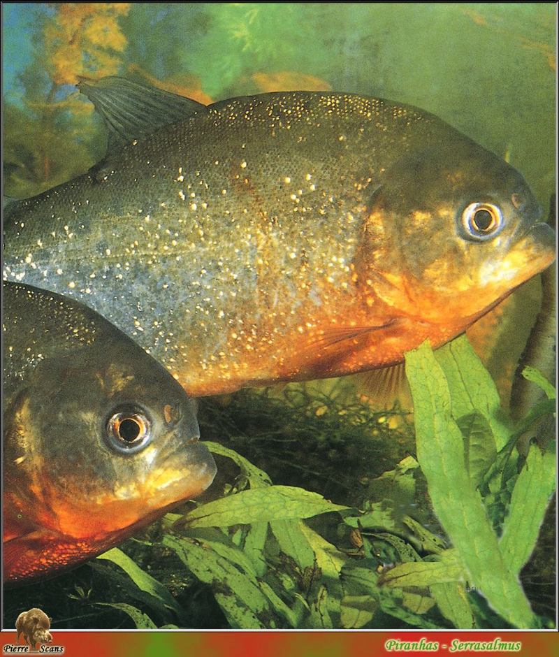 [PO Scans - Aquatic Life] Piranha (Serrasalmus sp.); DISPLAY FULL IMAGE.