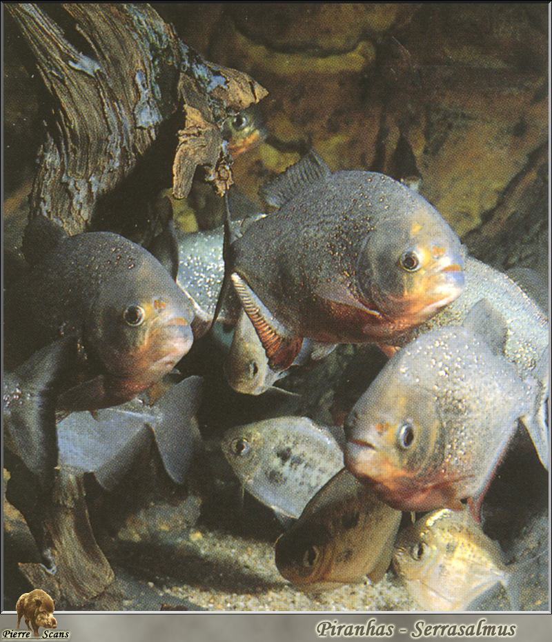 [PO Scans - Aquatic Life] Piranha (Serrasalmus sp.); DISPLAY FULL IMAGE.