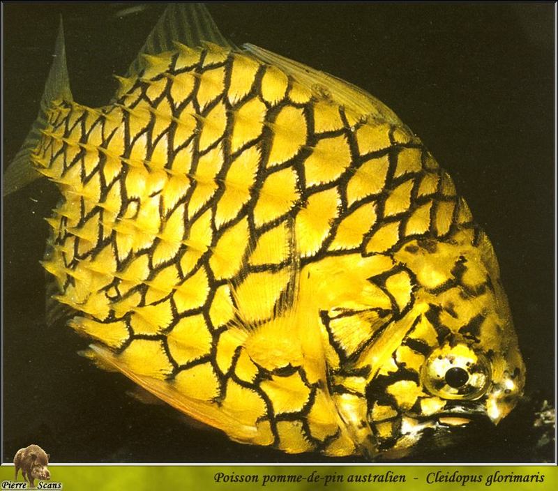 [PO Scans - Aquatic Life] Pineapplefish (Cleidopus gloriamaris); DISPLAY FULL IMAGE.