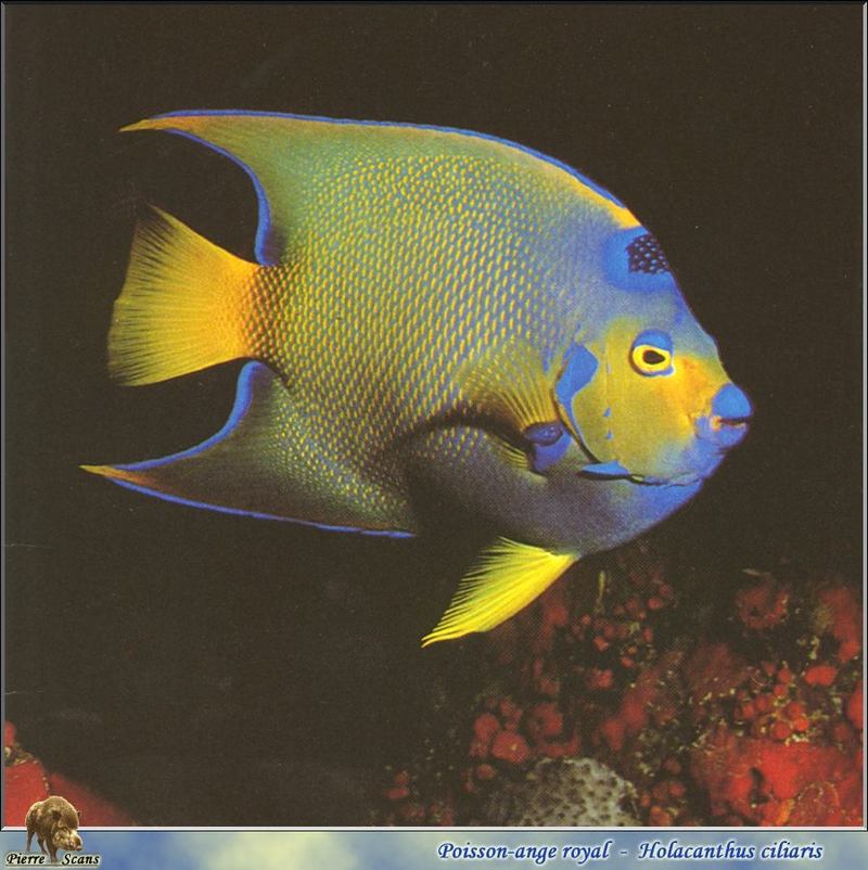 [PO Scans - Aquatic Life] Queen angelfish (Holacanthus ciliaris); DISPLAY FULL IMAGE.