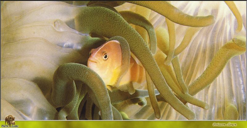 [PO Scans - Aquatic Life] Clownfish (Amphiprion sp.); DISPLAY FULL IMAGE.