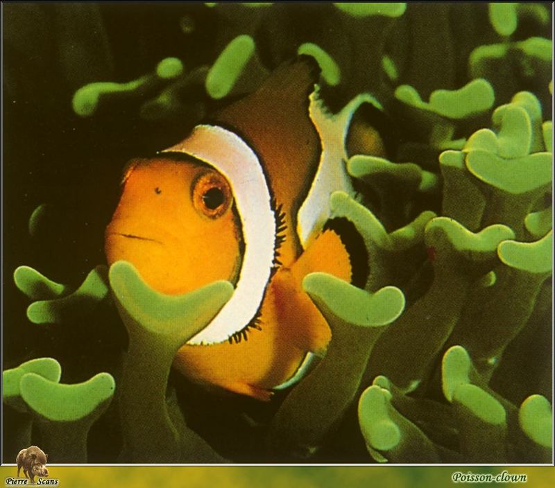 [PO Scans - Aquatic Life] Clownfish (Amphiprion sp.); DISPLAY FULL IMAGE.