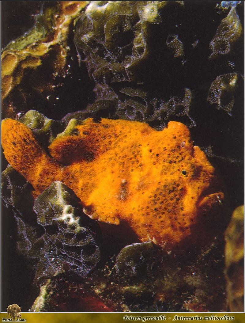 [PO Scans - Aquatic Life] Longlure frogfish (Antennarius multiocellatus); DISPLAY FULL IMAGE.