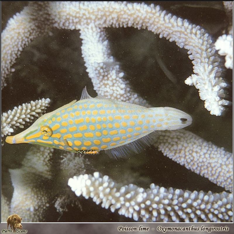 [PO Scans - Aquatic Life] Harlequin filefish (Oxymonacanthus longirostris); DISPLAY FULL IMAGE.