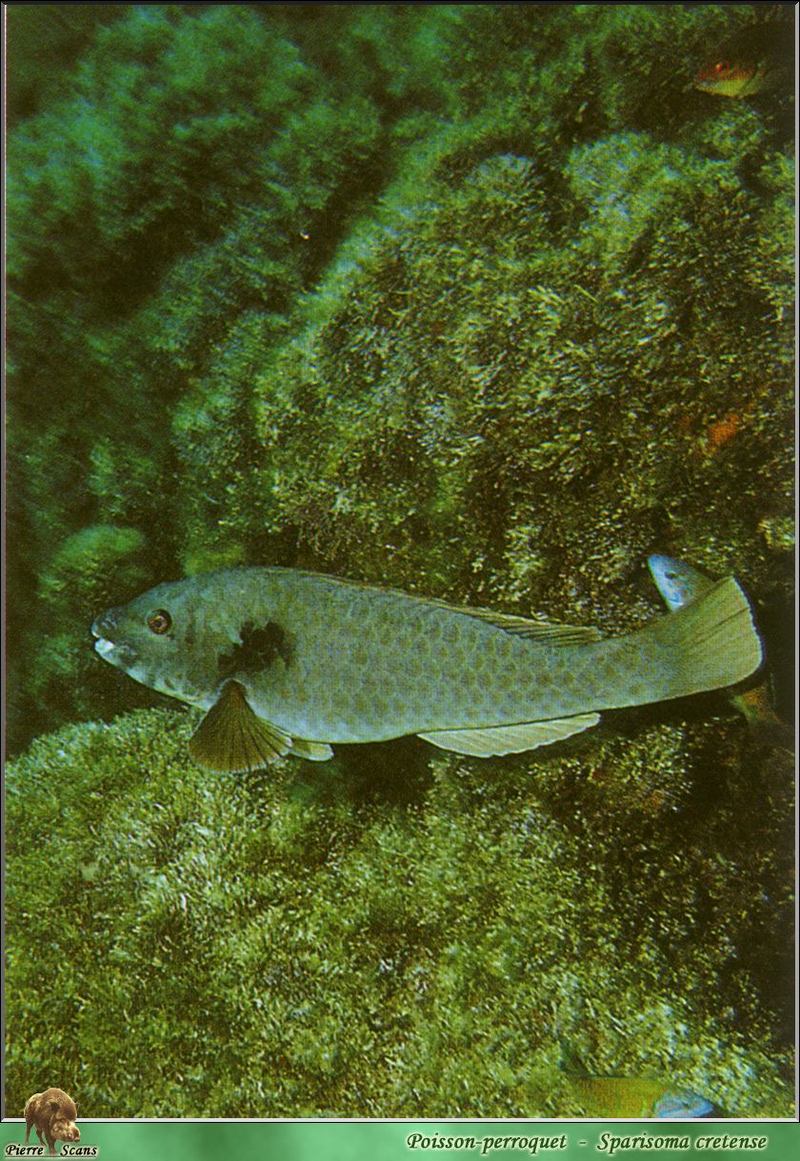 [PO Scans - Aquatic Life] Mediterranean parrotfish (Sparisoma cretense); DISPLAY FULL IMAGE.