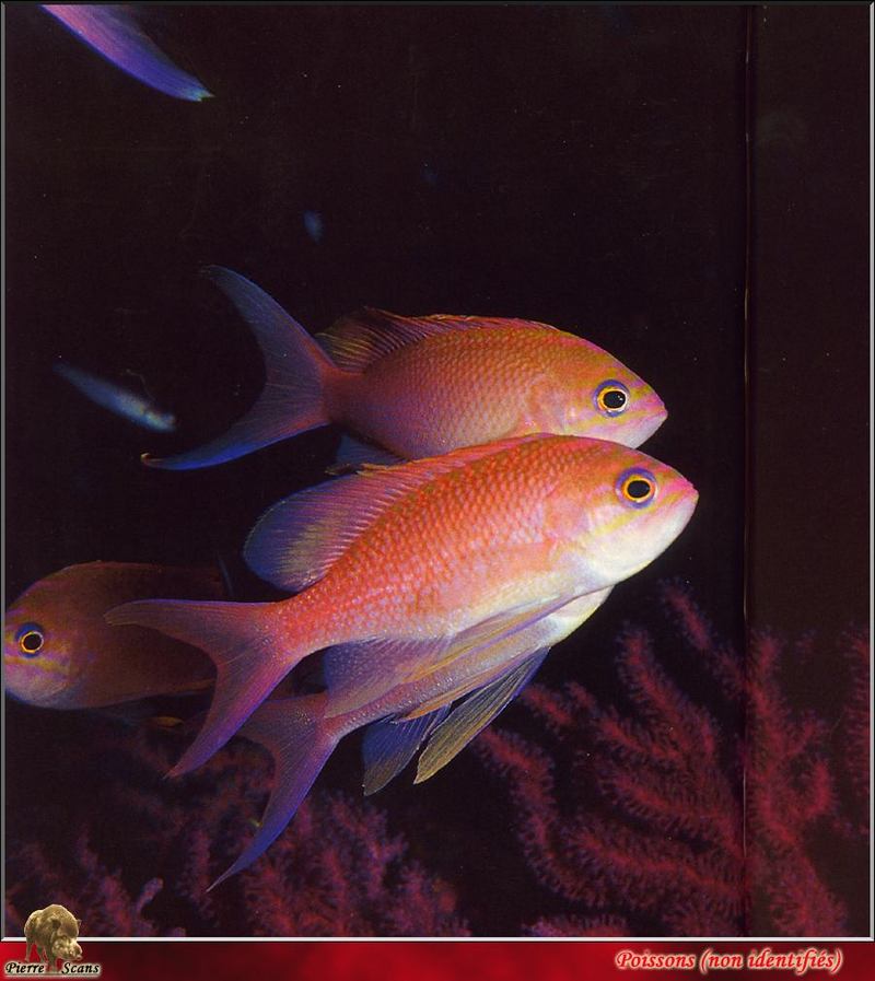 [PO Scans - Aquatic Life] Fishes; DISPLAY FULL IMAGE.