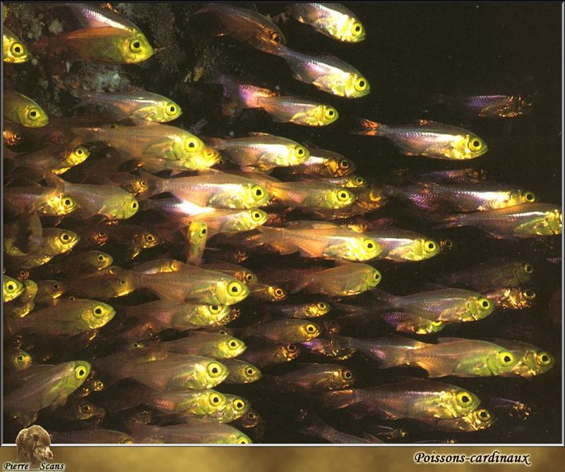 [PO Scans - Aquatic Life] Cardinalfishes; DISPLAY FULL IMAGE.