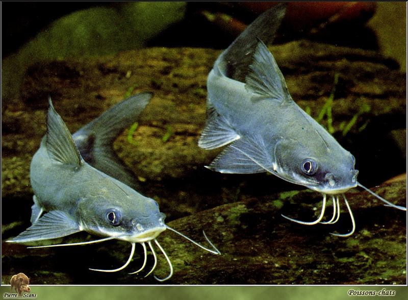 [PO Scans - Aquatic Life] Catfishes; DISPLAY FULL IMAGE.