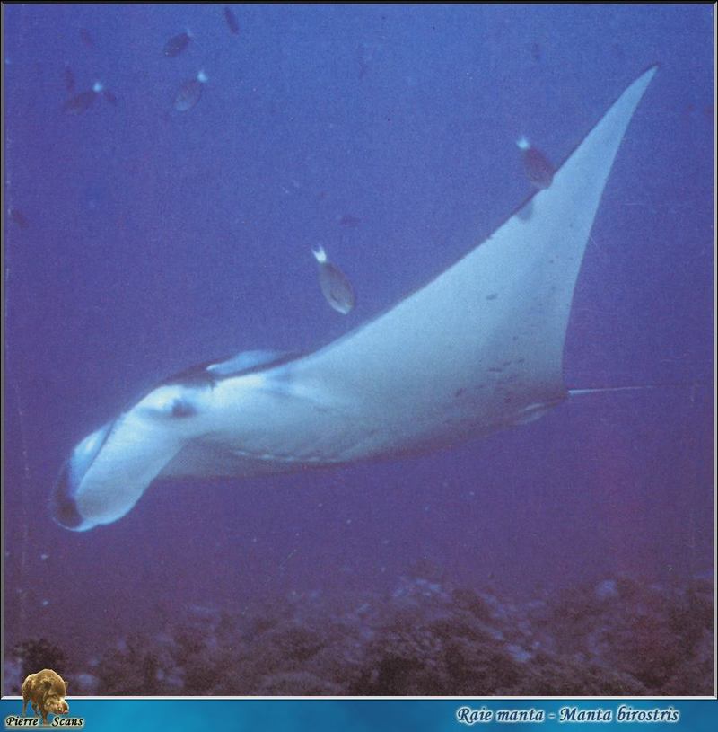 [PO Scans - Aquatic Life] Giant manta ray (Manta birostris); DISPLAY FULL IMAGE.