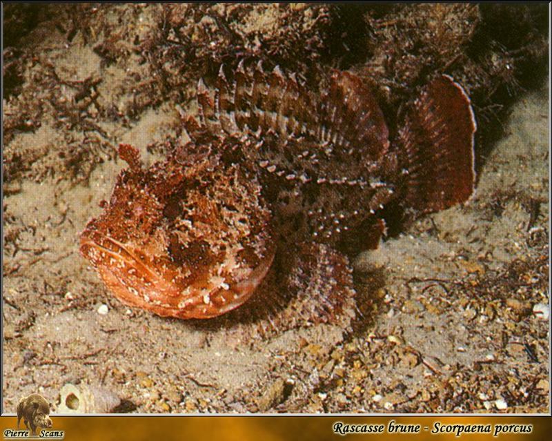 [PO Scans - Aquatic Life] Black scorpionfish (Scorpaena porcus); DISPLAY FULL IMAGE.