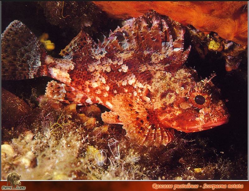 [PO Scans - Aquatic Life] Small red scorpionfish (Scorpaena notata); DISPLAY FULL IMAGE.