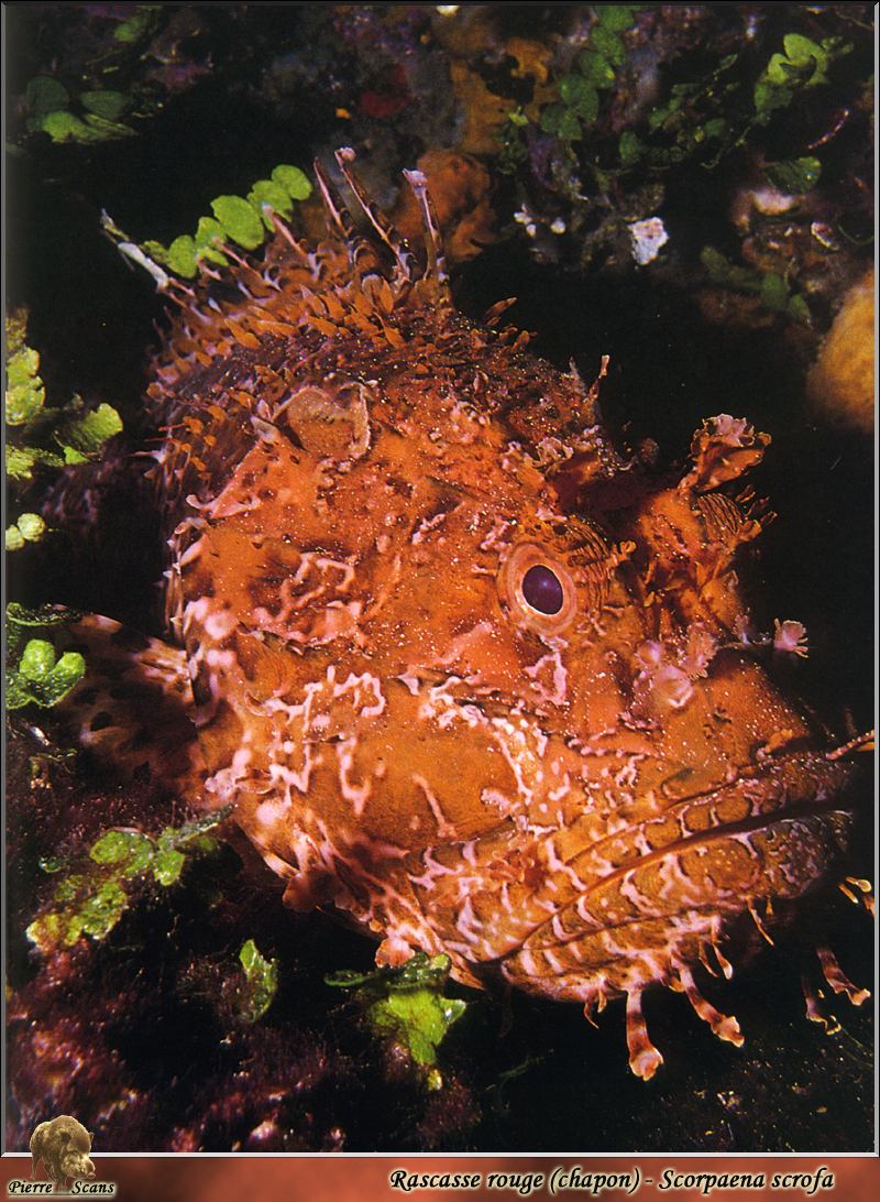 [PO Scans - Aquatic Life] Large-scaled scorpionfish (Scorpaena scrofa); DISPLAY FULL IMAGE.