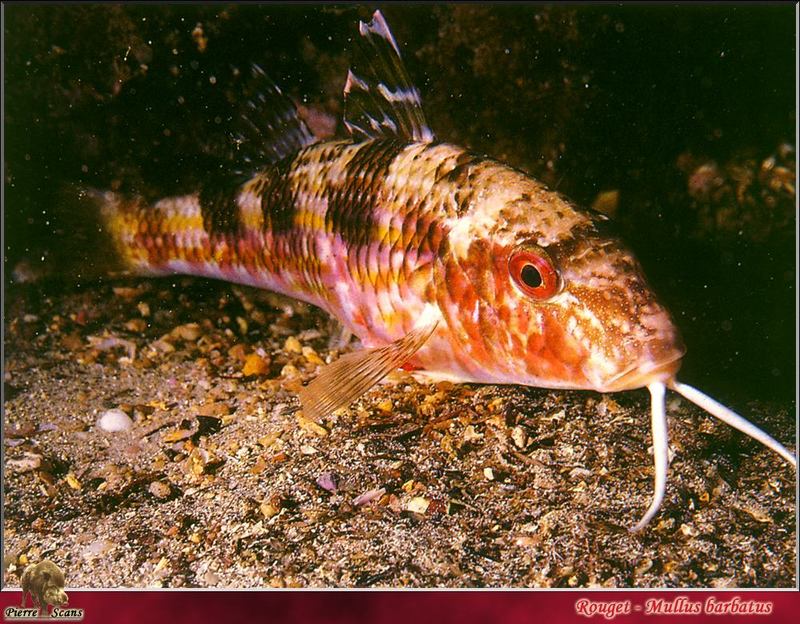 [PO Scans - Aquatic Life] Red mullet (Mullus barbatus); DISPLAY FULL IMAGE.
