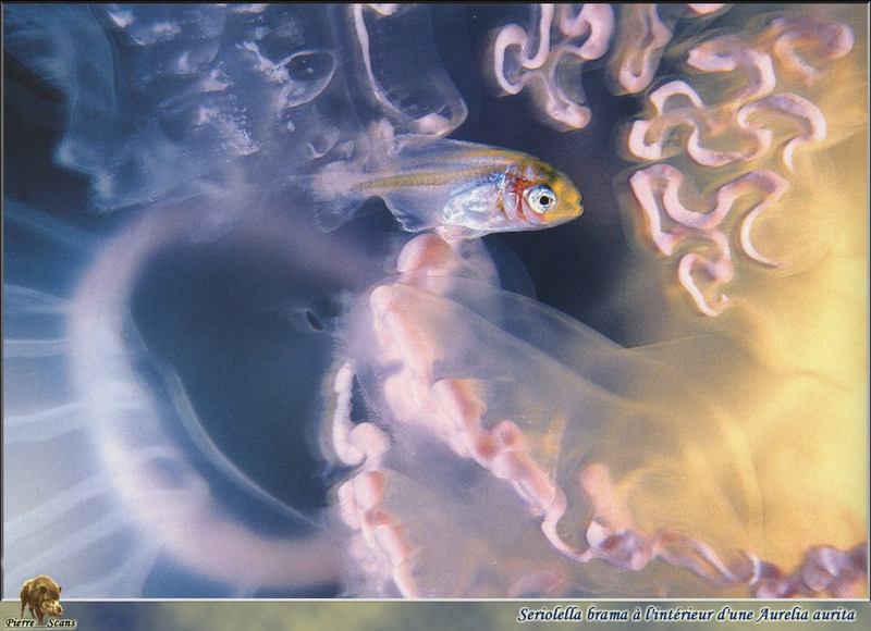 [PO Scans - Aquatic Life] Common warehou (Seriolella brama) & Moon jellyfish (Aurelia aurita); DISPLAY FULL IMAGE.
