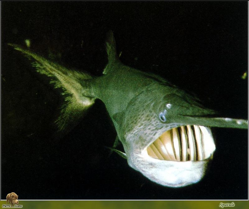 [PO Scans - Aquatic Life] American paddlefish (Polyodon spathula); DISPLAY FULL IMAGE.