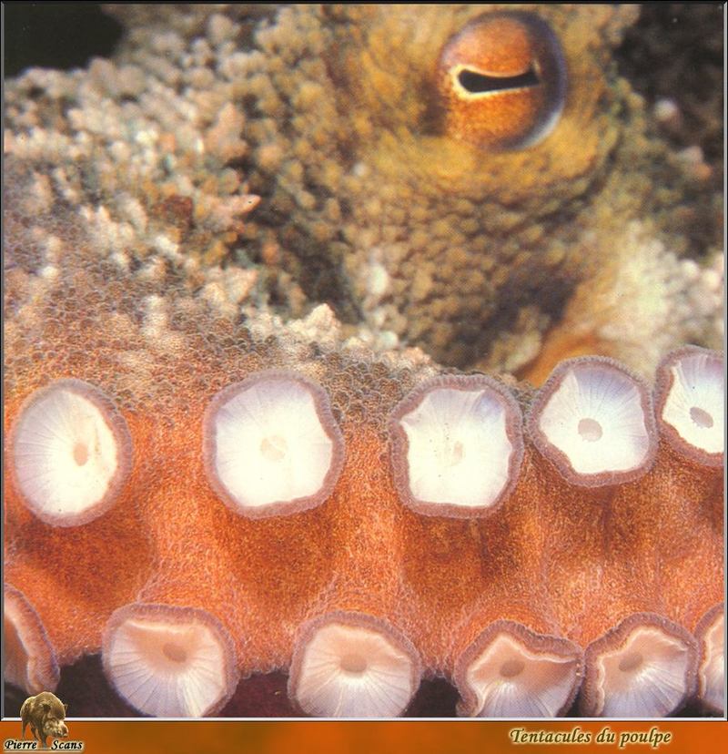 [PO Scans - Aquatic Life] Octopus; DISPLAY FULL IMAGE.