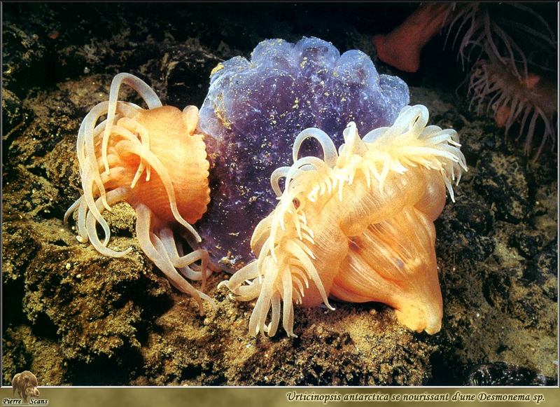[PO Scans - Aquatic Life] Antarctic sea anemone (Urticinopsis antarctica) & Jellyfish (Desmonema sp.); DISPLAY FULL IMAGE.