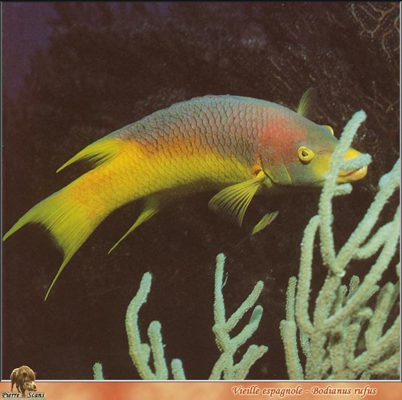 [PO Scans - Aquatic Life] Spanish hogfish (Bodianus rufus) {!--붉은등놀래기(스페인사당놀래기)-->; DISPLAY FULL IMAGE.