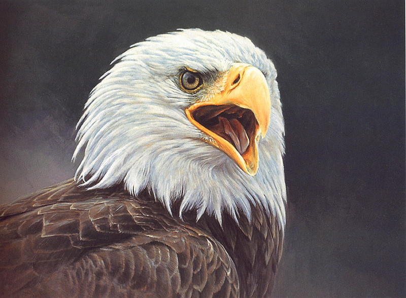 [LRS Art Medley] Alan Hunt, Bald Eagle; DISPLAY FULL IMAGE.