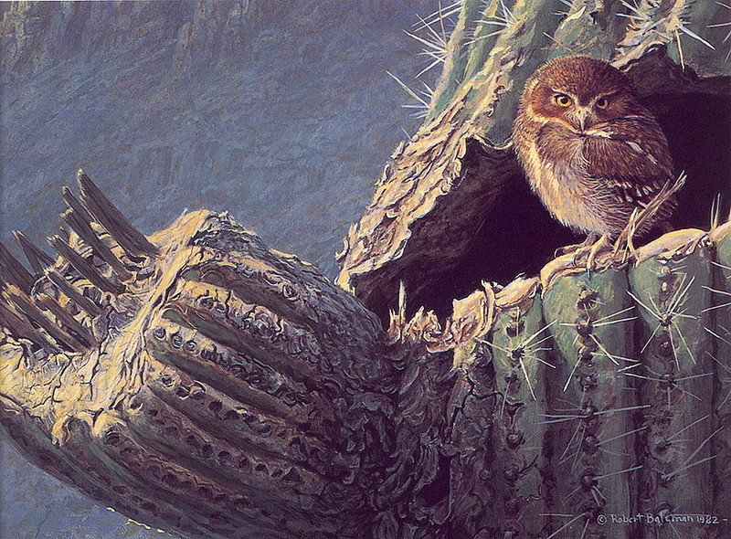 [LRS Art Medley] Robert Bateman, Elf Owl; DISPLAY FULL IMAGE.