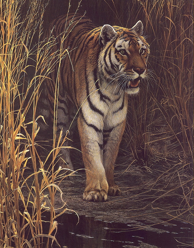 [LRS Art Medley] Robert Bateman, Tiger at Dawn; DISPLAY FULL IMAGE.