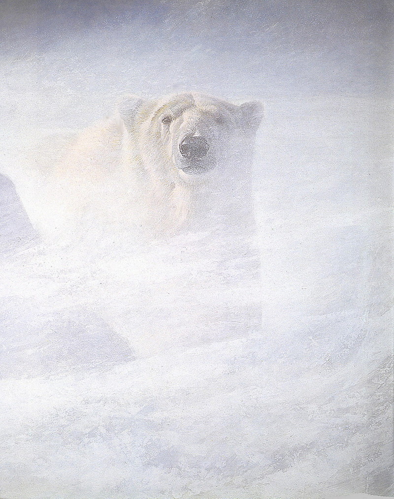 [LRS Art Medley] Robert Bateman, Polar Bear; DISPLAY FULL IMAGE.