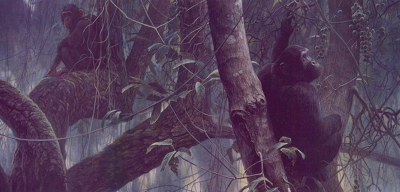 [LRS Art Medley] Robert Bateman, Chimpanzees; DISPLAY FULL IMAGE.