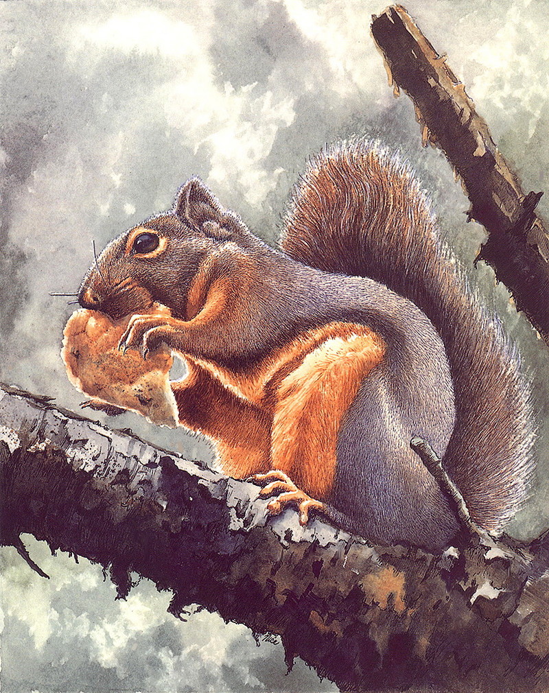 [LRS Art Medley] Claudia Nice, Douglas' Squirrel; DISPLAY FULL IMAGE.