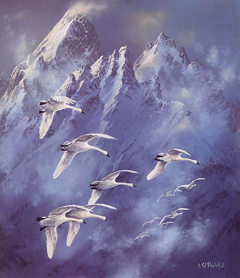 [LRS Art Medley] Ted Blaylock, Teton Swans; DISPLAY FULL IMAGE.