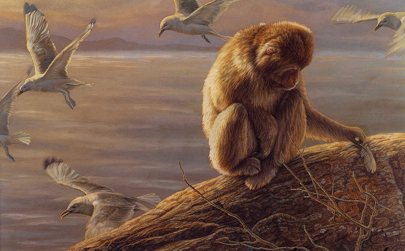 [LRS Art Medley] Kalon Baughan, Monkey & Gulls; DISPLAY FULL IMAGE.