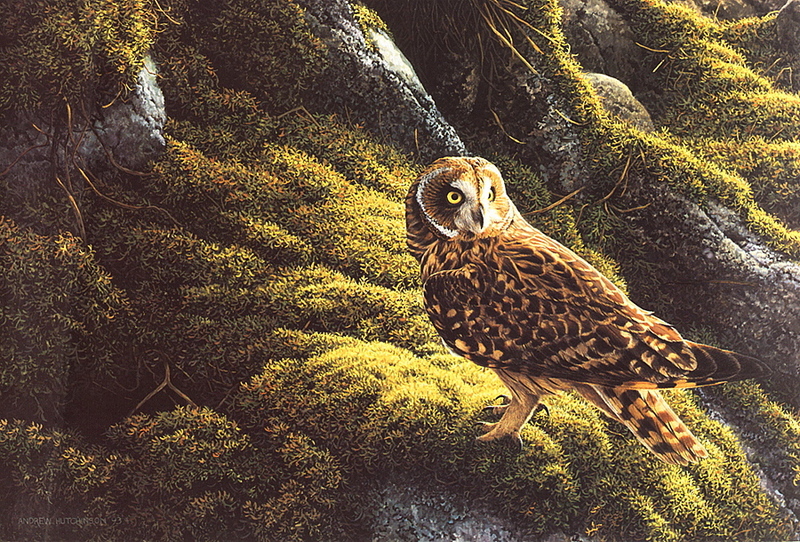 [LRS Art Medley] Andrew Hutchison, Short-eared Owl; DISPLAY FULL IMAGE.