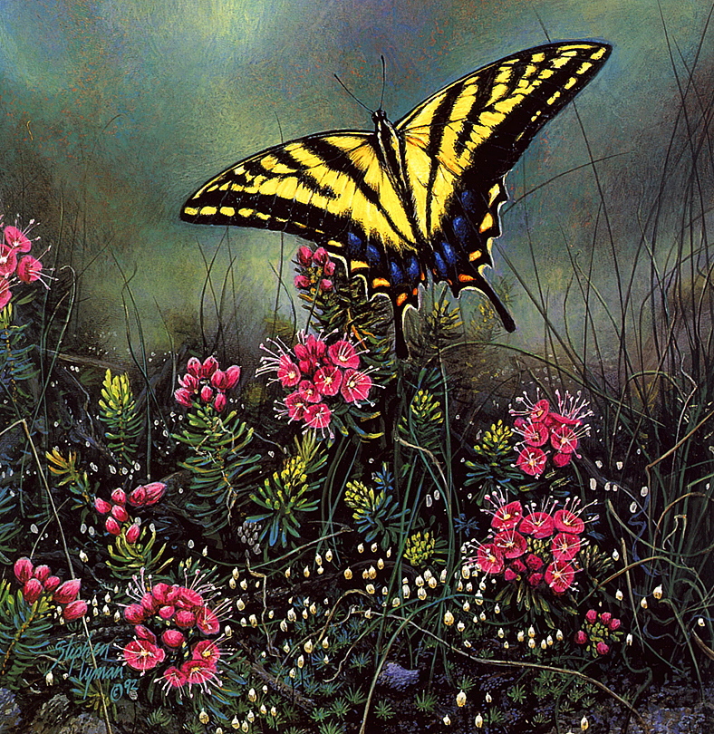 [LRS Art Medley] Stephen Lyman, Swallowtail Butterfly & Pink Mountain Heather; DISPLAY FULL IMAGE.