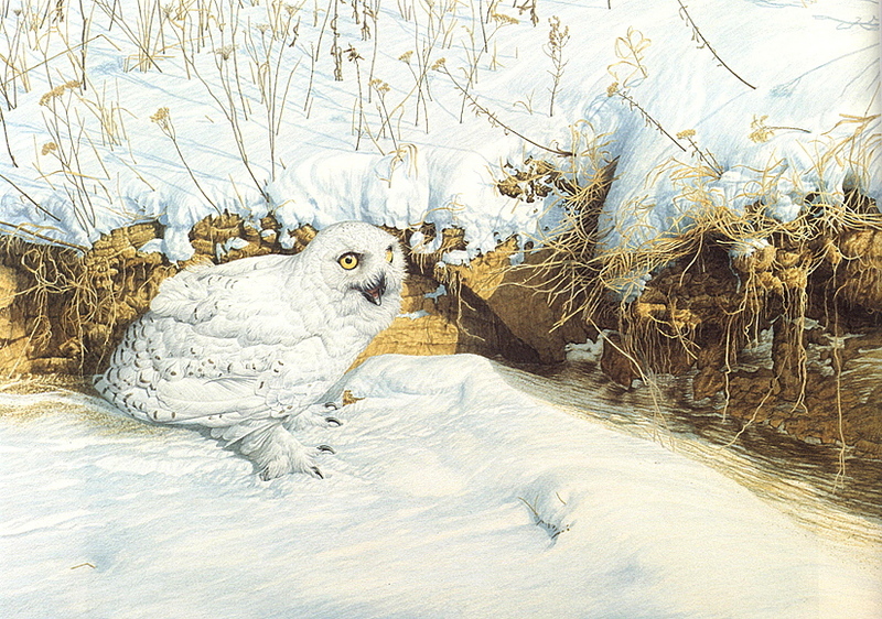 [LRS Art Medley] Arnold Nogy, Narrow Escape Snowy Owl; DISPLAY FULL IMAGE.