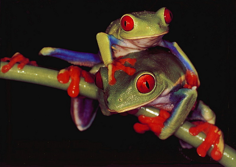 [LRS Art Medley] Red-eyed Treefrogs; DISPLAY FULL IMAGE.