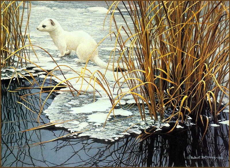 [LRS Animals In Art] Robert Bateman, Edge of the Ice, Ermine; DISPLAY FULL IMAGE.