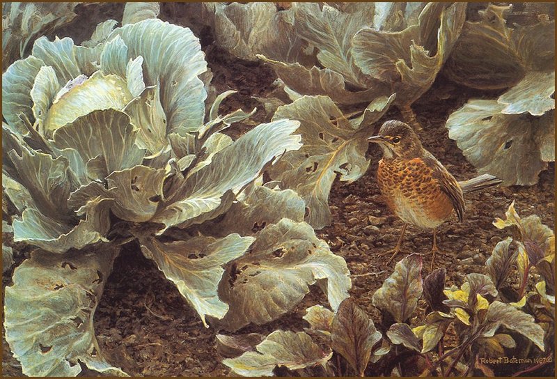 [LRS Animals In Art] Robert Bateman, Summer Garden with Robin; DISPLAY FULL IMAGE.