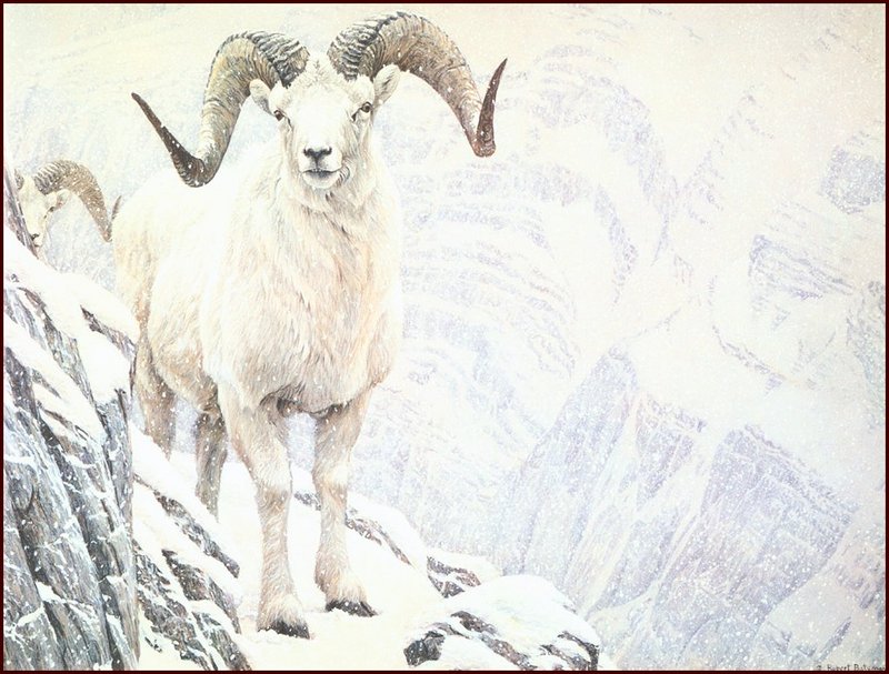 [LRS Animals In Art] Robert Bateman, White World Dall Sheep; DISPLAY FULL IMAGE.