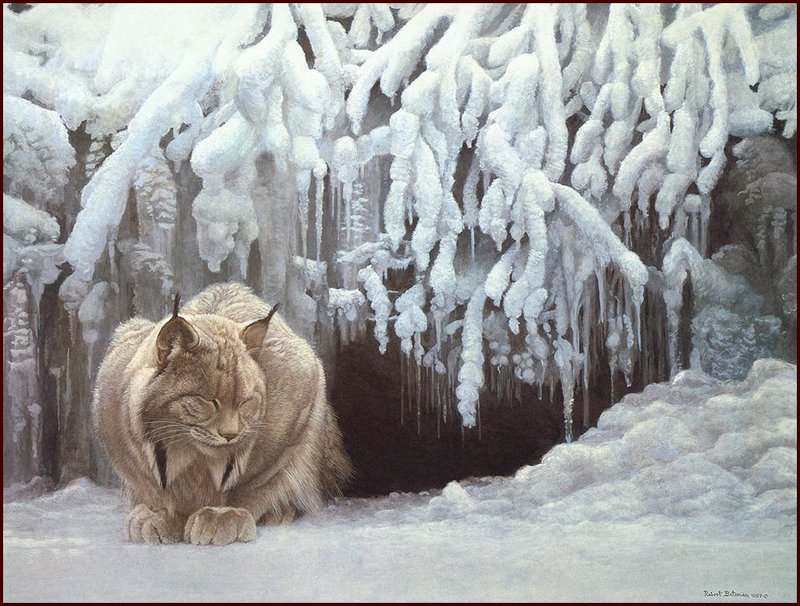 [LRS Animals In Art] Robert Bateman, Dozing Lynx; DISPLAY FULL IMAGE.