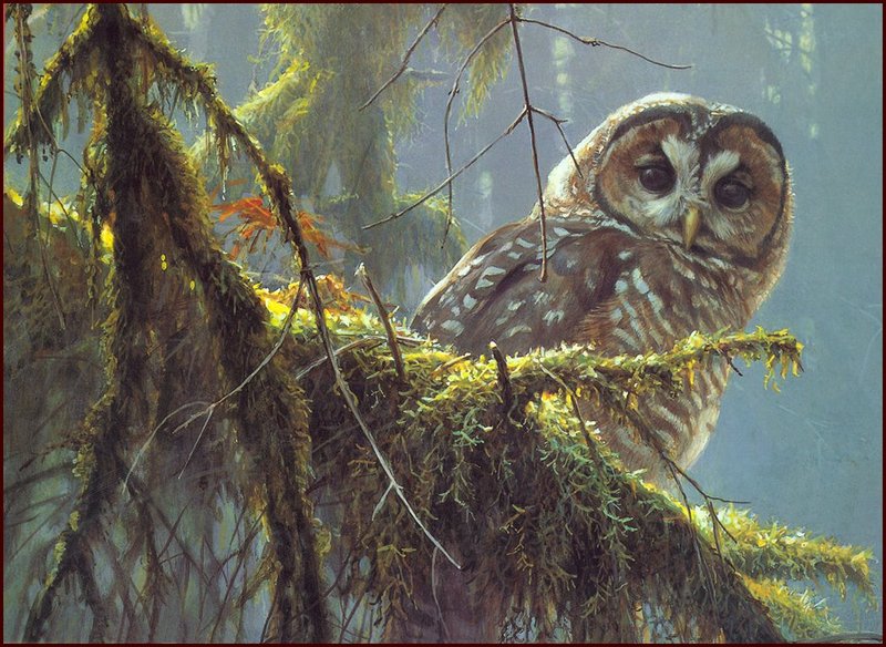 [LRS Animals In Art] Robert Bateman, Owl; DISPLAY FULL IMAGE.