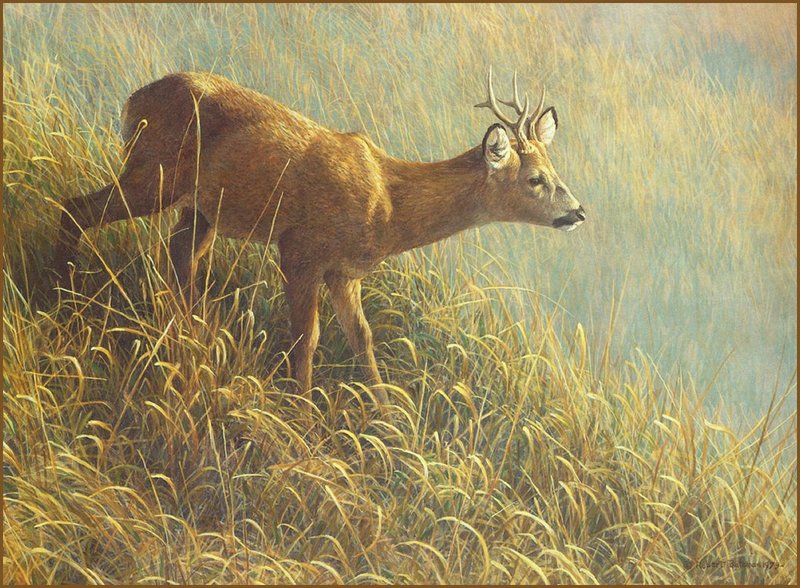 [LRS Animals In Art] Robert Bateman, Morning Dew Roe Deer; DISPLAY FULL IMAGE.