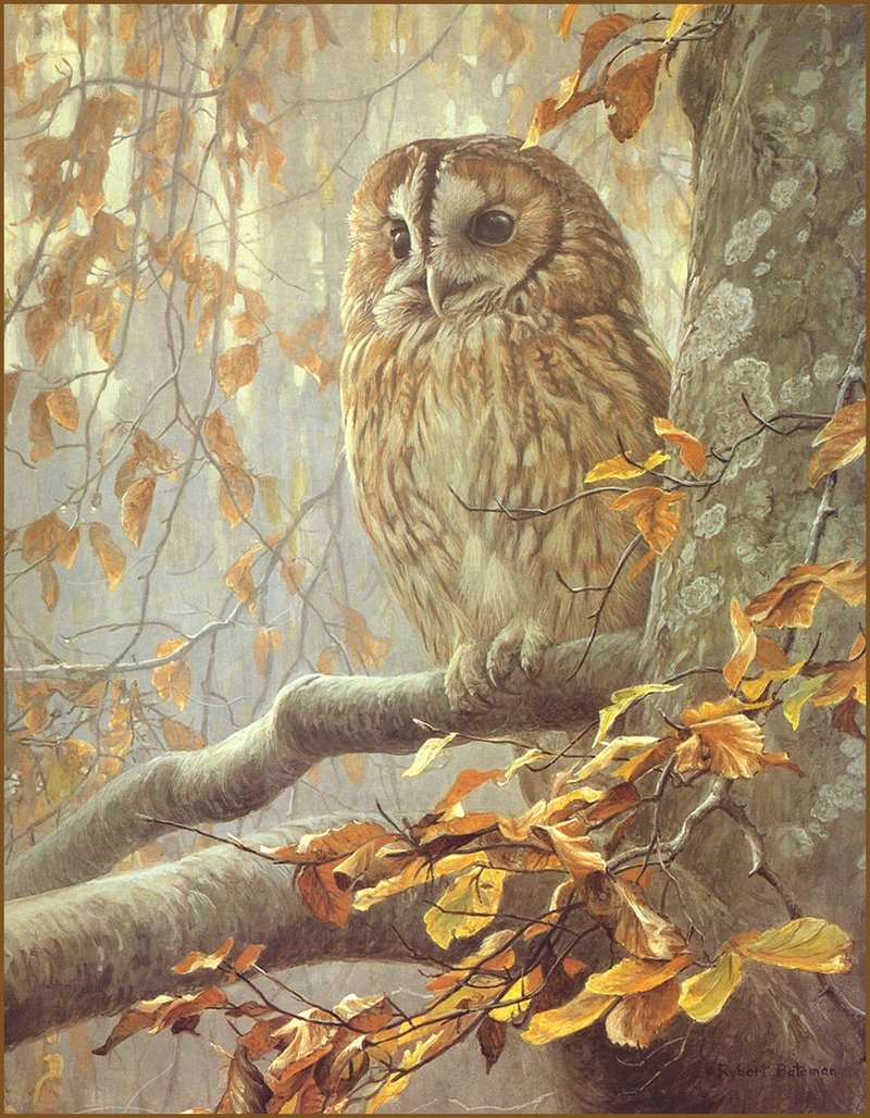 [LRS Animals In Art] Robert Bateman, Tawny Owl in Beech; DISPLAY FULL IMAGE.